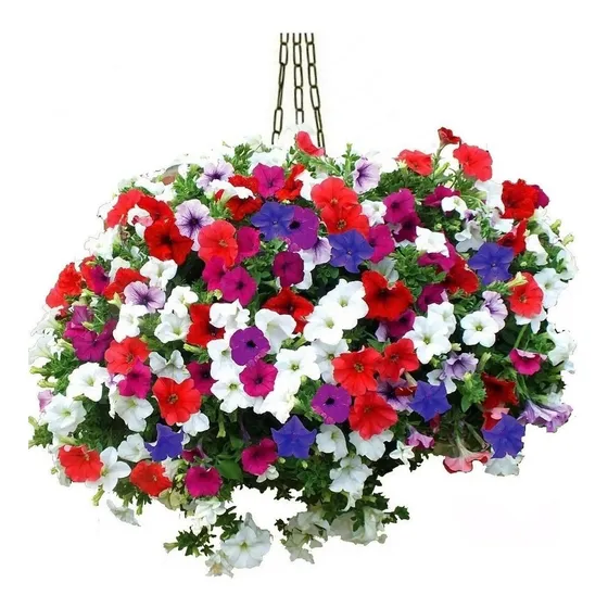 Envelope Sementes Petunia Anã Sortida Para Muda Vasos Jardim