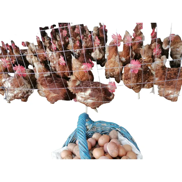 Gallinas Coloradas En Postura Amplio Stock Colorado