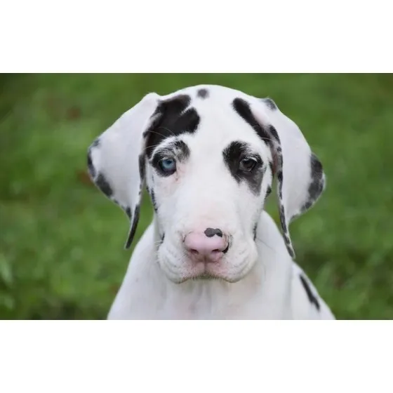 Dogue Alemão Macho  - 45 Dias