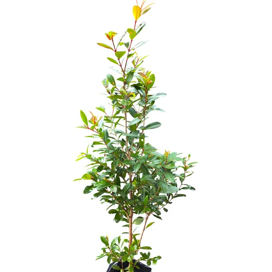 Eugenia Arbusto (promo Cerco 3 Plantas Con Más De 2 Años)