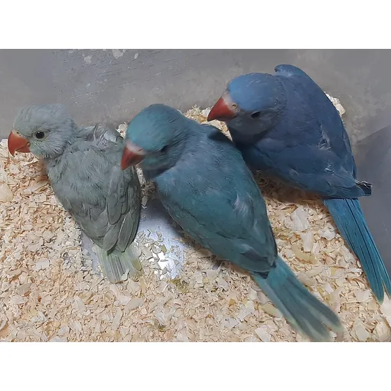 Filhote Ring Neck Azul Violeta Cobalto Mansinho Só Rj