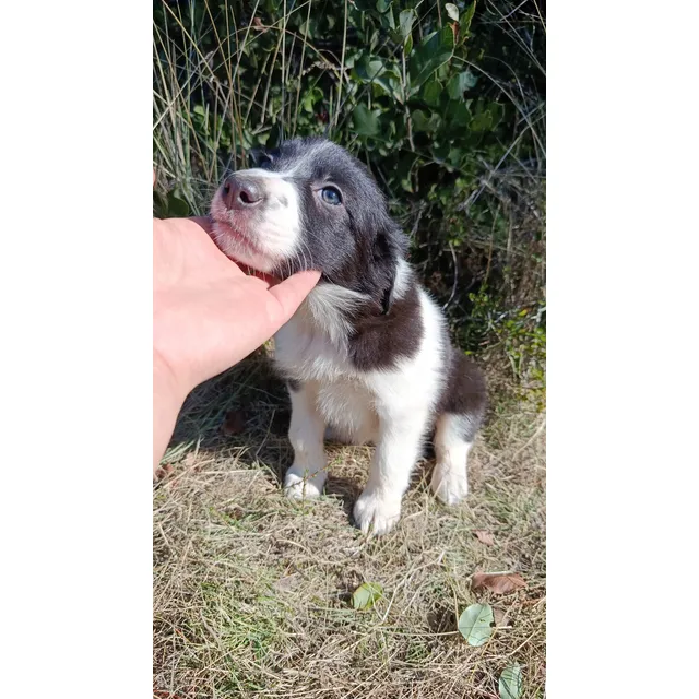 Cachorras Border Collie Clásicas