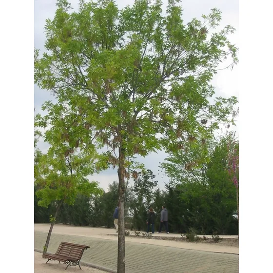 Fresno Americano Árbol 200 Cm - Vivero Kirken