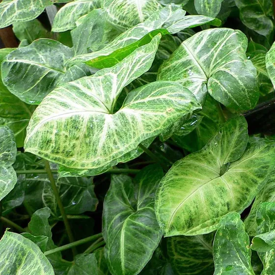 Planta Singonio Syngonium Podophyllum Maceta Colgante Plato