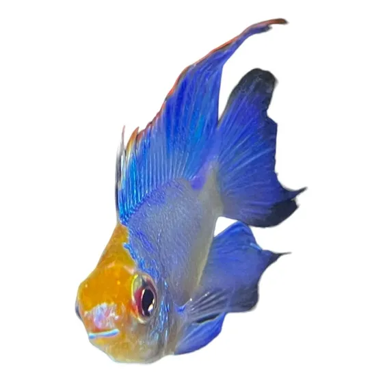 01 Unid Ramirezi Eletric Blue - Peixe Ornamental