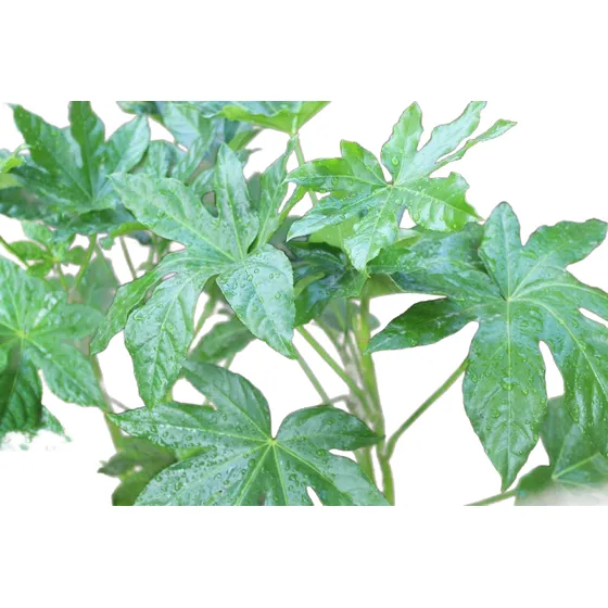 Aralia Japonica Grande