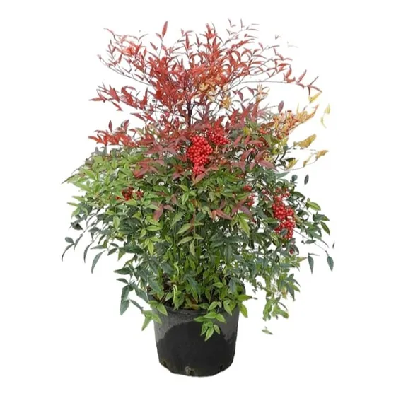 Nandina Domestica/ Grandes