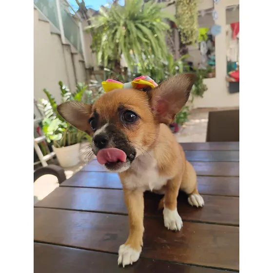 Chihuahua Filhote Fêmea Pelo Curto