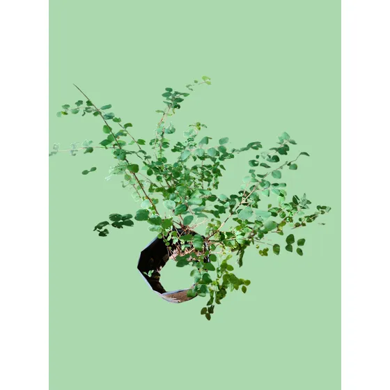 Espumilla, Árbol De Jupiter