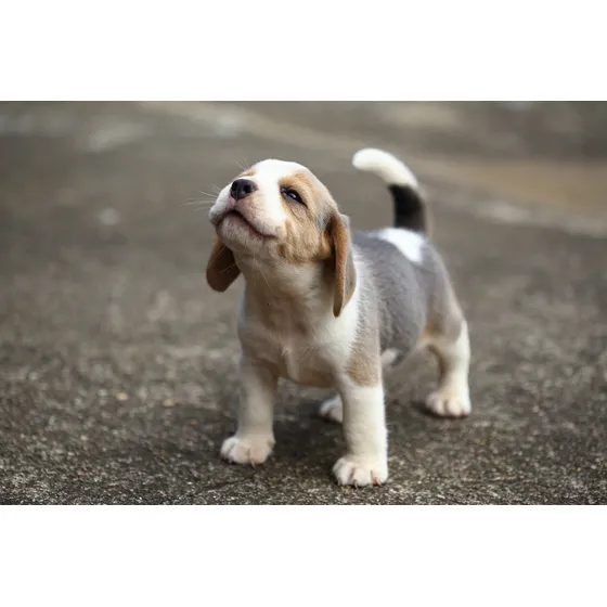 Cachorros Beagle La Mejor Calidad !!!
