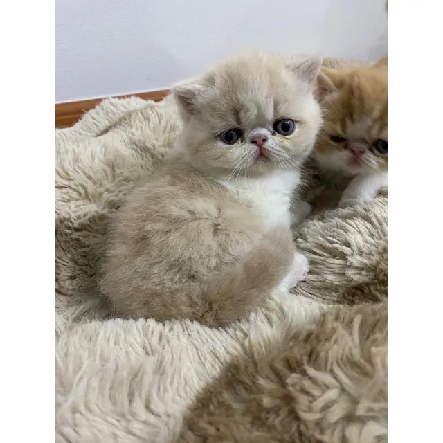 Gata Persa Exótica De Pelo Corto, Son 3 Gatas De 1 Mes