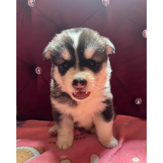 Cachorros Husky Siberiano
