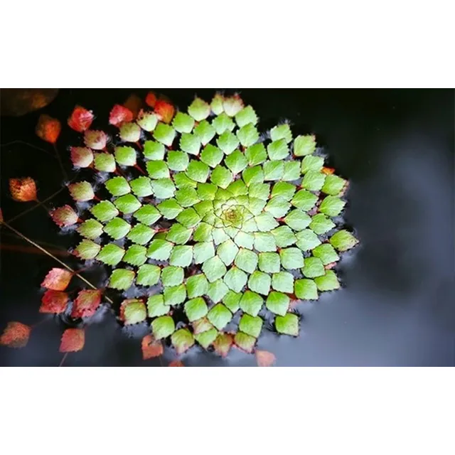 Ludwigia Sediodes Planta Para Acuario