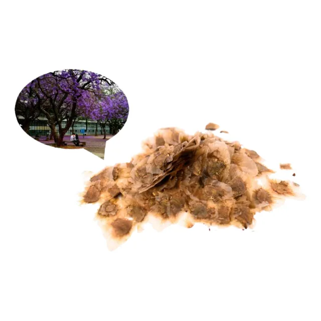 Jacarandá Semillas Recién Recolectadas