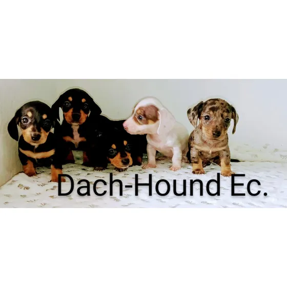 Los Más Hermosos Y Únicos Dachshund (teckel Salchicha)