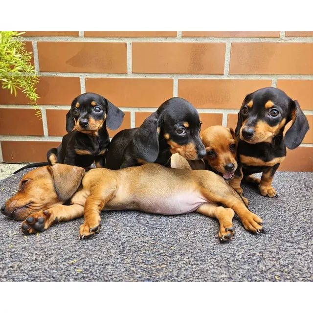 Perro Salchicha Dachshund Cachorros 2 Meses 