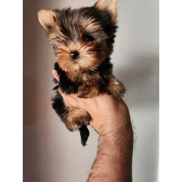 Cachorra Yorkshire Terrier Teacup