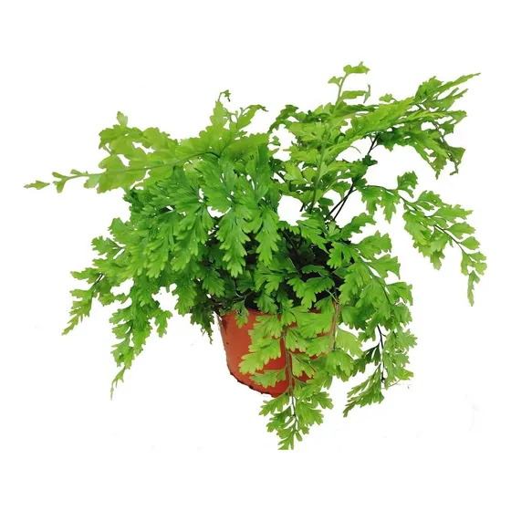 Helecho Asplenium Bulbíferim, De Colección !