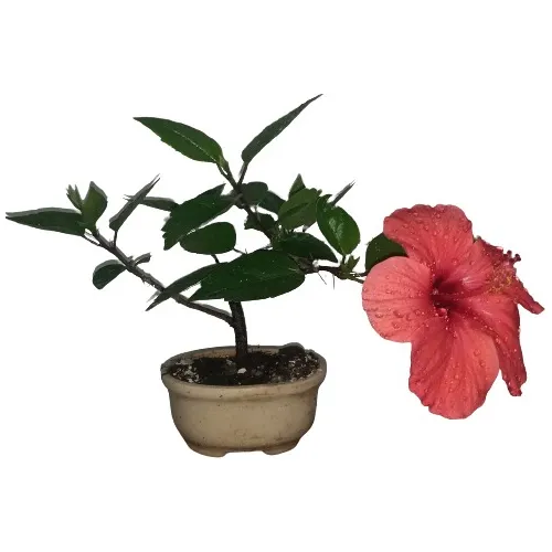 Bonsai Rosa China Simple Roja Flores De Jinsei Bonsai 