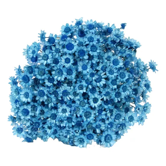 500 Sempre Viva Florzinha Azul I Flores Desidratadas