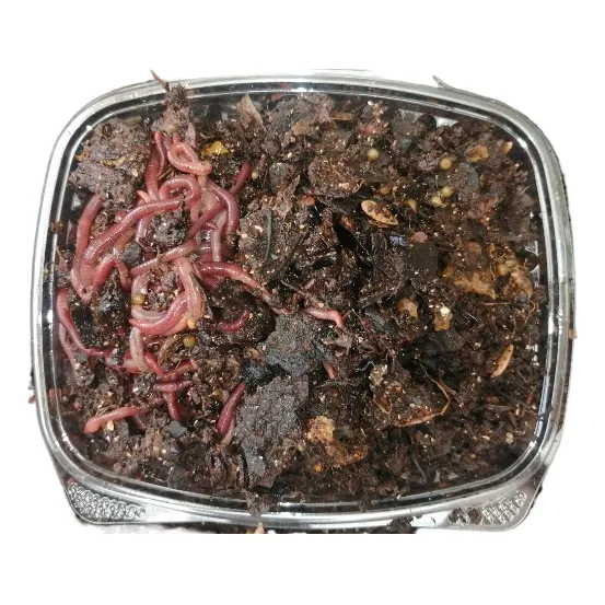 Lombriz Roja Californiana (pie De Cria 80 Unidades) + Pdf