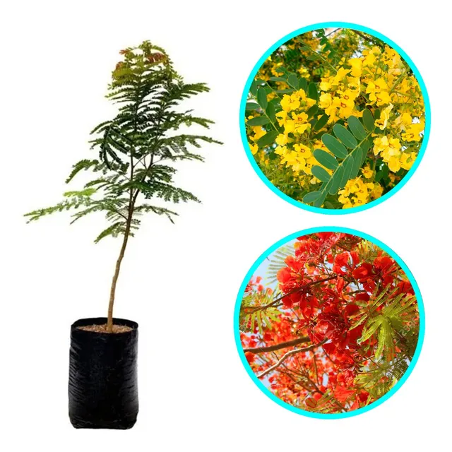 Ponciana Planta Flamboyan Arbol Acacia Maceta Flores