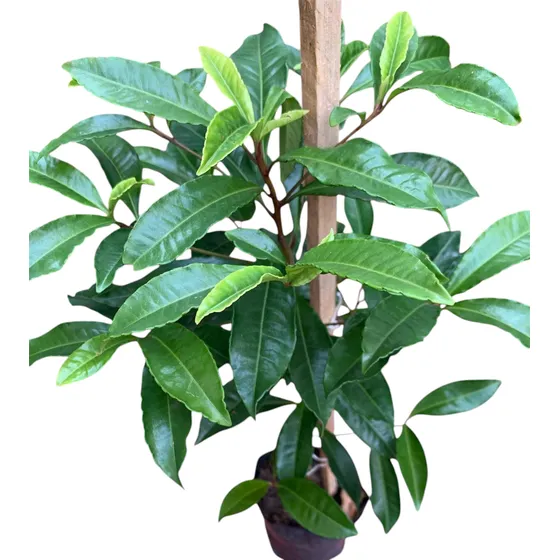 Árbol De Cafeto ( Café) Rojo