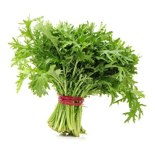 Citronela Americana - 1 Muda