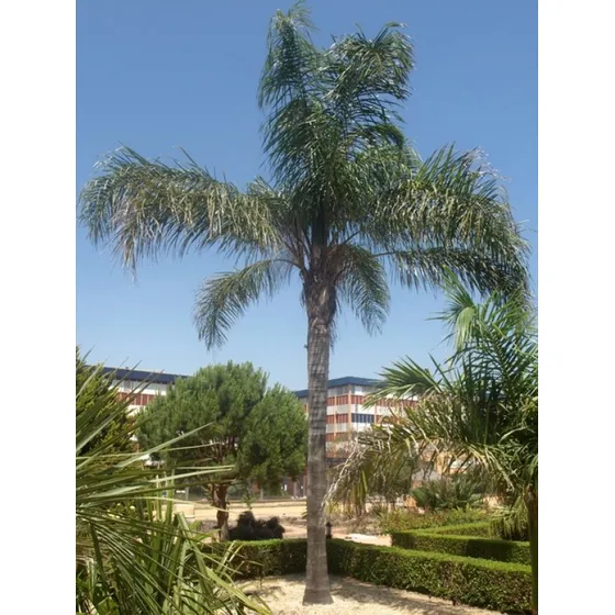Semillas De Palmera Pindo X 20 Unid. 
