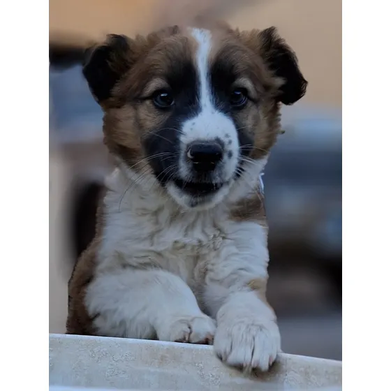Cachorro Border Collie Macho Tricolor