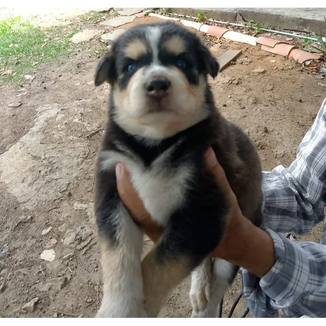 Husky Siberiano Macho