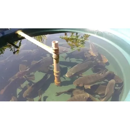 Criação De Tilápias Em Caixa D'agua Projeto Detalhado