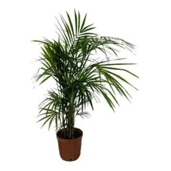 Palmera Palmito - H E R M O S A - Entrega Gratis Caba Y Gba