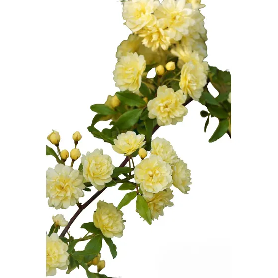 Rosa Banksiae Trepadora Blanca 1 Planta 1.2m