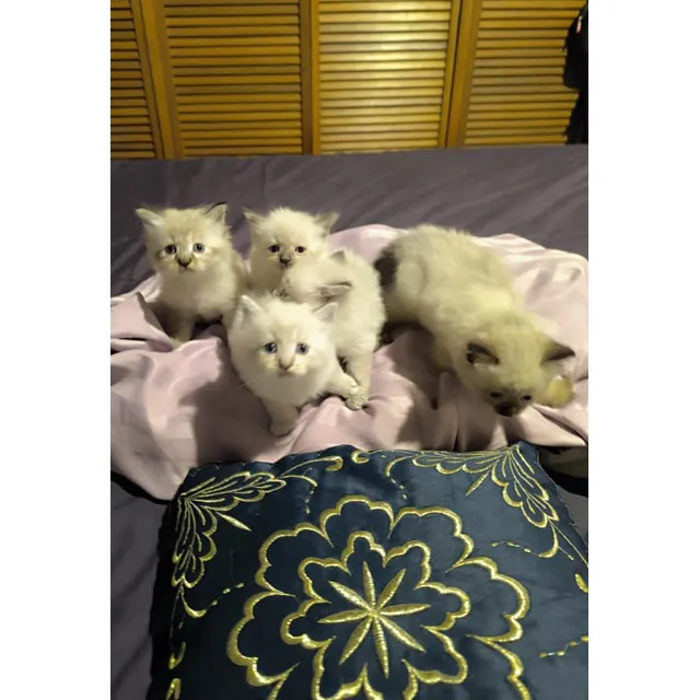 Preciosos Gatos Siberianos