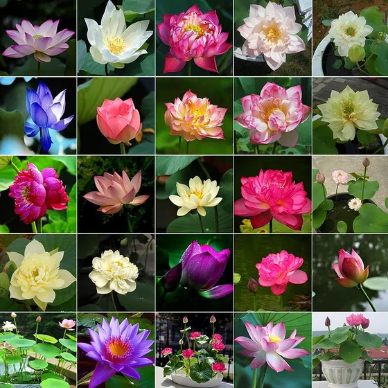 20pcs Semillas De Loto Para Plantar - Bonsai, No-gmo, Acuáti
