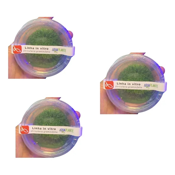 Kit Com 3 Utricularia Graminifolia (in Vitro)