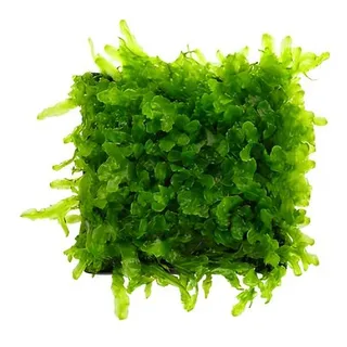 Musgo Pellia Musgo Pellia