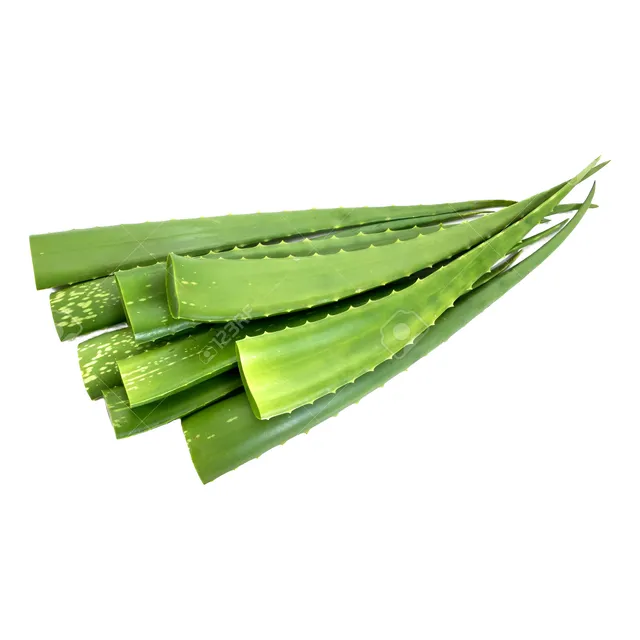 Pencas De Aloe Vera