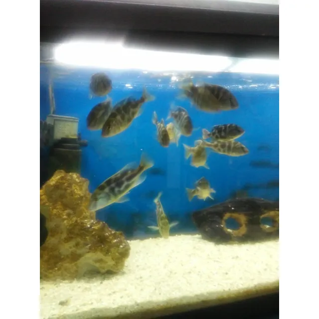 Peces Ciclidos Africanos Venustus Crias De 4a6 Cm. En Devoto