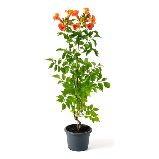 Enredadera Trompeta ,bignonia Radicans ( Campsis Radicans)