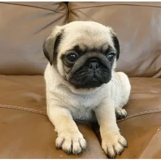 Pug mini toy hot sale