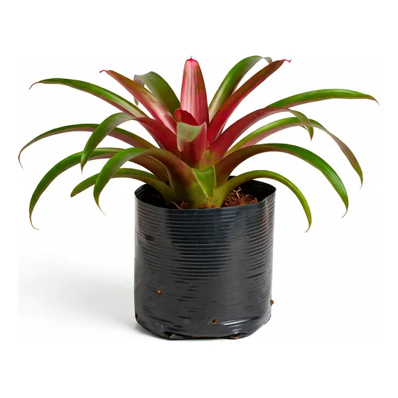 Plantas Ornamentales De Bromelias Comunes Para Jardín