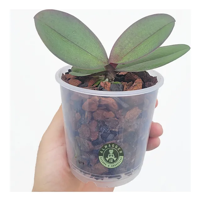 Orquídea Phalaenopsis Baby (x 04 Und.)