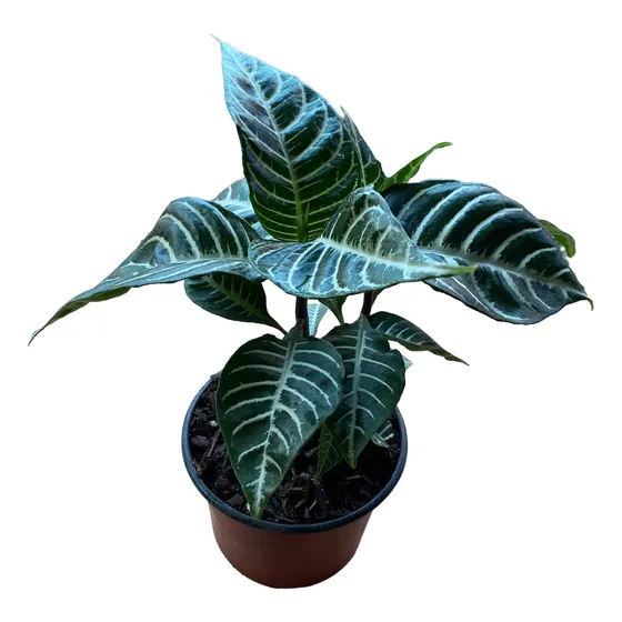 Aphelandra/planta Exótica