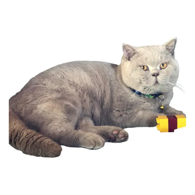 British Shorthair Cats - Kittens Hermosos Uruguay