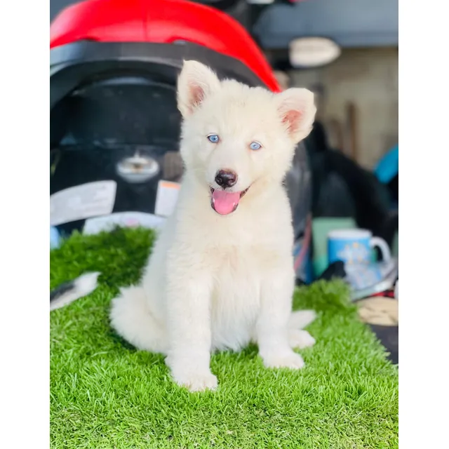 Husky Siberiano