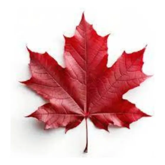 200 Sementes Acer Canandense Ou Sugar Maple Pronta Entrega