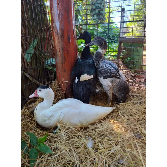 Patos (un. S/ Sexagem)