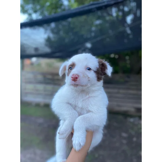 Cachorros Border Collies Chocolates